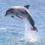 Dolphin House